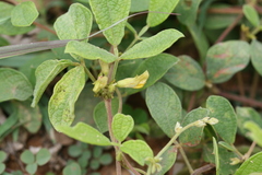 Rhynchosia aurea